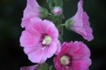 Hollyhock Flower Stock Photo