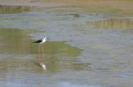 Black-winged Stilt, Common Stilt, Or Pied Stilt (himantopus Hima Stock Photo