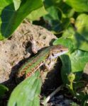 Green Lizard Stock Photo