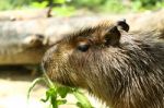 Capybara Hydrochoerus Stock Photo