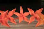 Ixora Flower Close Up Isolate In Black Stock Photo