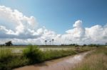 Asian Toddy Palm In Beautiful Day Stock Photo