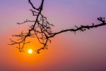 Tree Trunk Reach Out To Sunrise Stock Photo