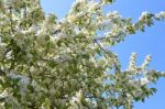 The Blooming Of Apple Trees Stock Photo