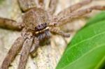 Spider In Nature Stock Photo