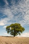 Lone Tree - Oak Tree - Tree In Field - North Yorkshire Stock Photo