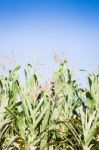 Green Field Of Corn Growing Up Stock Photo