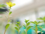 Yellow Pussley On Blurry Background Stock Photo