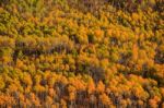 Aspen Forest Stock Photo