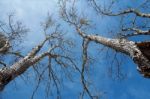 Tree And Blue Sky Blackground Stock Photo