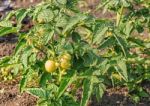 Ripening Green Tomatoes In The Garden Stock Photo