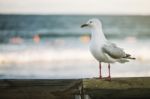 Seagull On The Beach Stock Photo