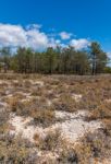 Vegetation On The Sand Dunes Of Ria Formosa Marshlands Stock Photo