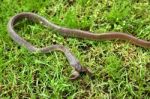 Snake Swallowing A Toad Stock Photo