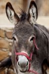 Portuguese Donkey Stock Photo