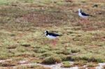 Black-winged Stilt (himantopus Himantopus) Stock Photo