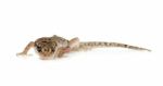 Brown Spotted Gecko Reptile Isolated Stock Photo