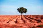 Mango Tree In The Middle Of Acres Of Cassava Stock Photo