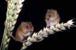 Harvest Mice On Wheat Stock Photo