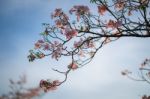 Soft Focus Wild Cherry Flower ,pinks Flower In Thailand Stock Photo