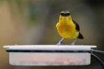 Black-necked Weaver (ploceus Nigricollis) Stock Photo