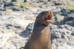 Sea Lion In Galapagos Islands Stock Photo