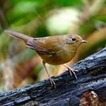 Female White-bellied Redstart Stock Photo