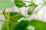 Close Up Baby Melon With Melon Flower, Popular Stock Photo