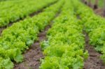 Plantation Of Lettuce In A Greenhouse In The Organic Garden Stock Photo