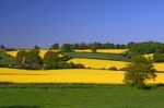 Oilseed Rape Stock Photo