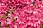 Azaleas In Full Bloom Stock Photo