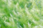 Background Small Green Leaves Stock Photo