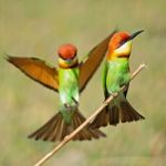 Chestnut-headed Bee-eater Stock Photo