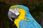 Portrait Of Blue And Yellow Macaw Stock Photo