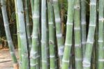 Bamboo Forest Stock Photo