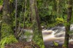 Newell Creek In Tasmania Stock Photo