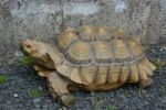 African Spurred Tortoise Stock Photo