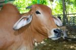 Brown Cows In A Farm Cowshed Stock Photo