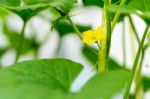 Watermelon Flower With Young Watermelon Stock Photo