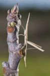 Weird Grasshoppper Stock Photo