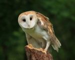 Barn Owl Stock Photo