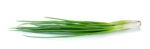 Green Onion Isolated On The White Background Stock Photo