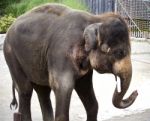 Isolated Picture With An Elephant Looking At A Mob Stock Photo