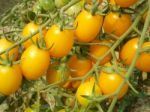 Branch Of Yellow Tomatoes Stock Photo