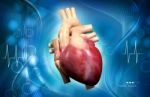 Human Heart Stock Photo