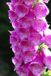 Foxglove Stock Photo