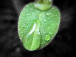 Young Plant Growing With Water Drop On Leaf Dark Background Stock Photo