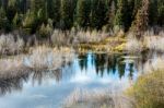 Willow Ponds Stock Photo