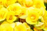 Yellow Begonia Flower In Garden Stock Photo