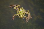 The Green Frog Stock Photo